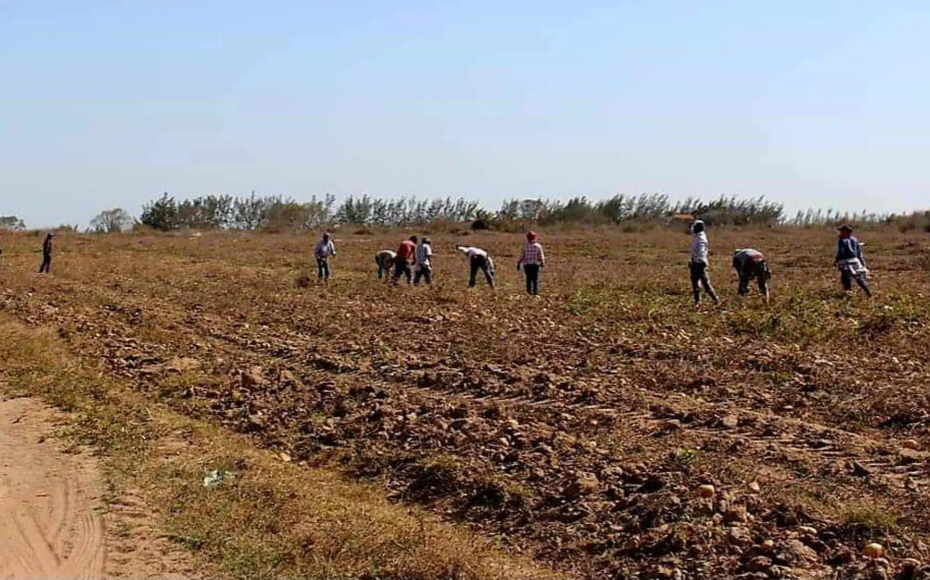 Siembra de jícama en el norte de Veracruz 